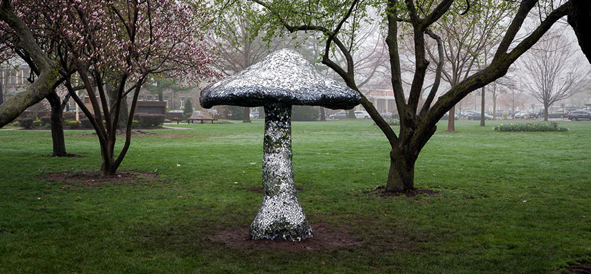 Fun With Fungi